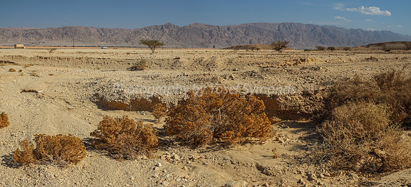 Desert Bushes in Negev 3