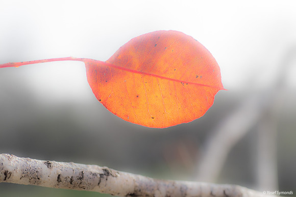 Leaf and Branch 190113-3