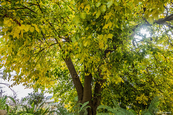 Maale Hachamisha Foliage at its Best 191213-2