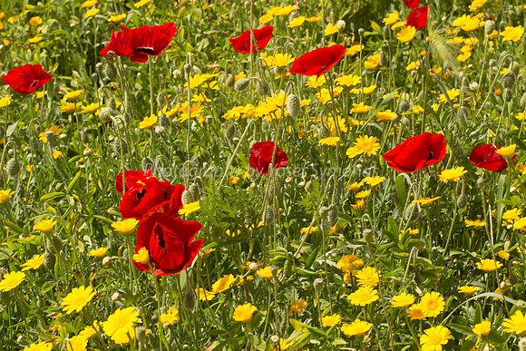 Poppy Field in Daisies 180323-4