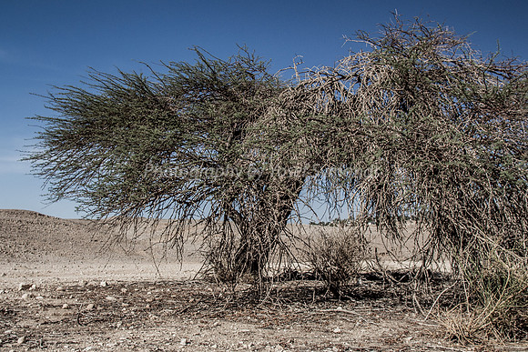 Acacia Tree in Negev 150930-7