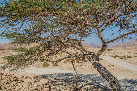 Wind In the Desert 191004-6
