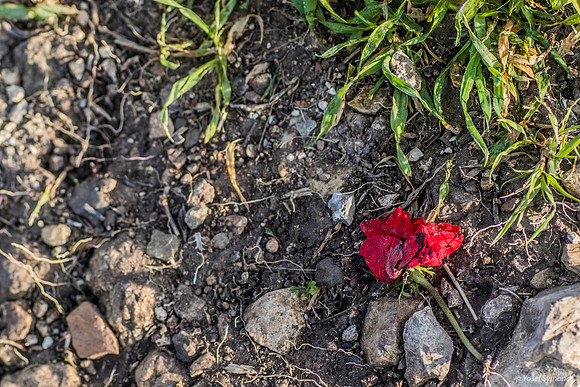 Casualty of Walkers - Anemone Lupin Hill 200216-1