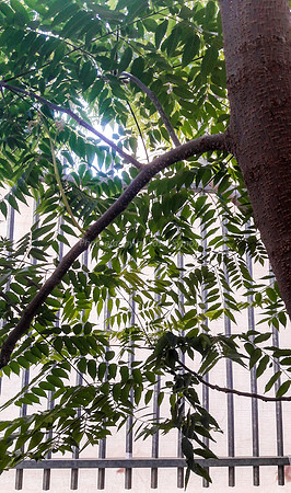 Leaves and Fence Outside Window 2