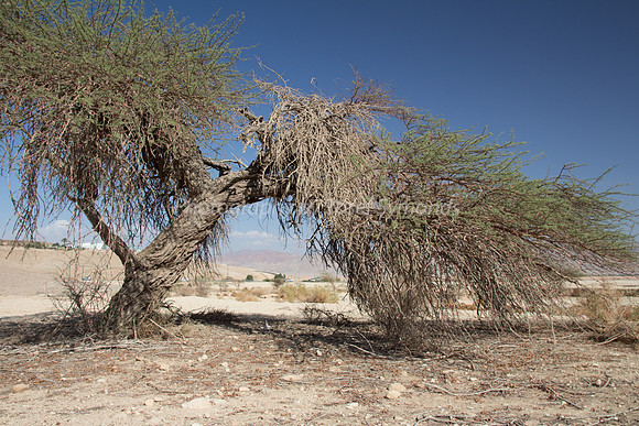 Acacia Tree in Negev 150930-6