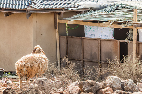 Sheep Considering Sukkah 191015-1