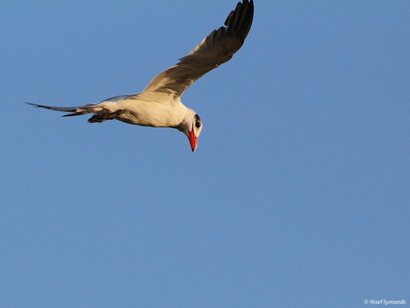 Tern at Eilat Lesser-crested 4