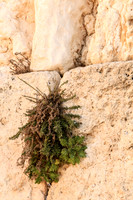 Through Cracks in the Wall
