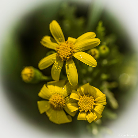Groundsel 200216-2