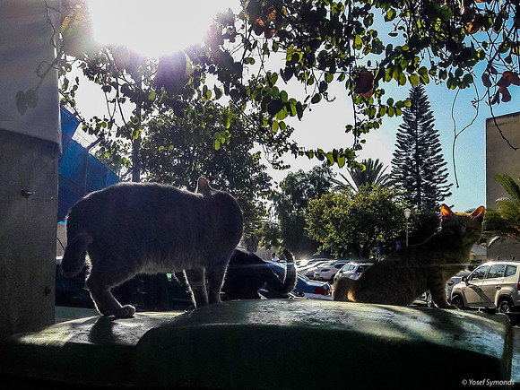 Cats on the Watch 191202-1