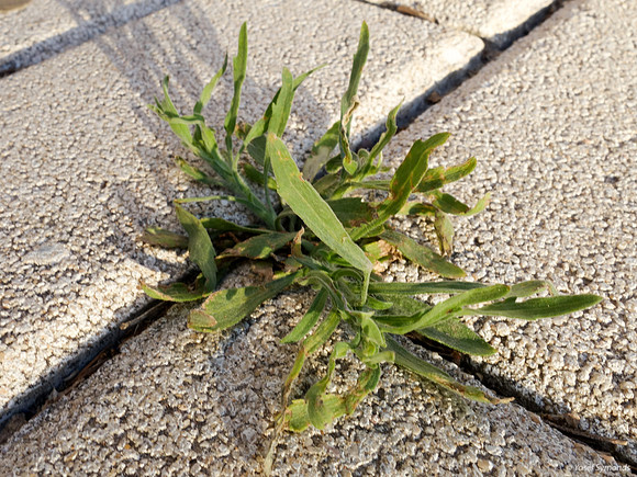 Cracks - May16 5