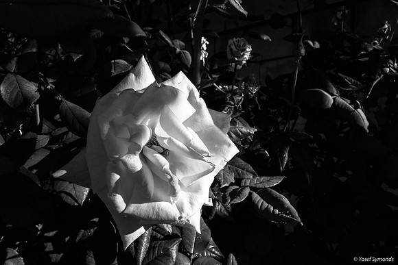 Rose 190512-7