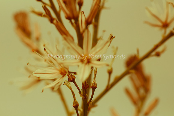 Asphodel 8