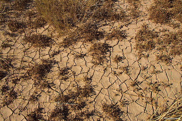 Parched Earth in Negev 150930-7