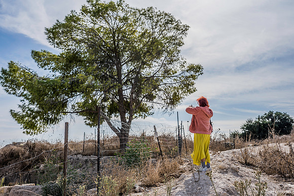 Jerusalem Pine above Excavations 191121-3