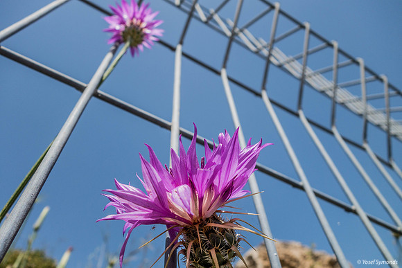 Scotch Thistle Behind Bars Refaim Street Beit Shemesh 190407-4