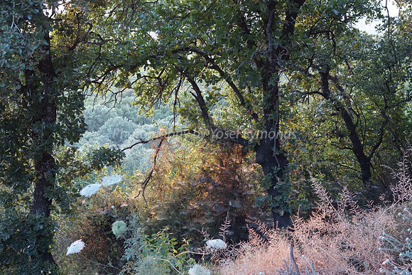 Through the Enchanted Foliage 18