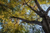 Jacaranda Tree Early Morning 191222-1