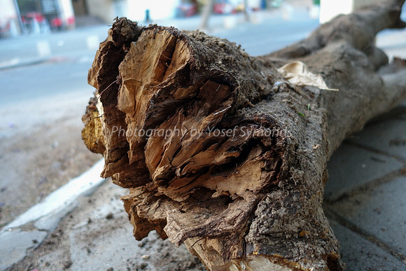 Fallen Stump 1