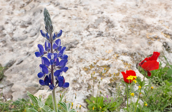 Lupin 180208-3