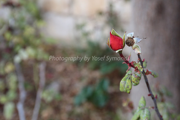 140103-Flowers_RoseBuds-8515