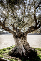 Isolated Olive Tree in Southern Area 190212