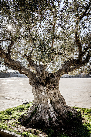 Isolated Olive Tree in Southern Area 190212