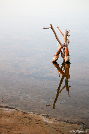 Tree Stump in Southern Lake 2