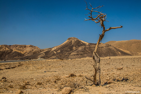 Parched in the Desert 191004-4