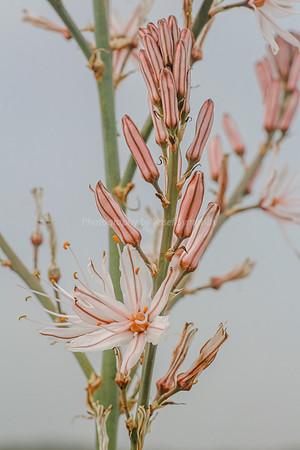 Asphodel 6