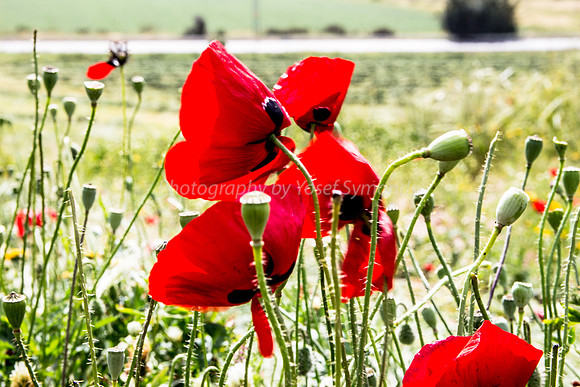 Proud Poppies 180405-3