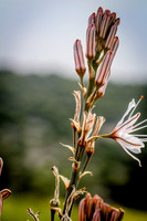 Asphodel 22