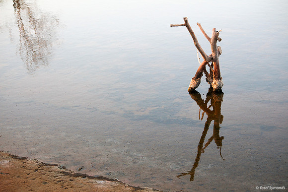 Tree Stump in Southern Lake 170829-1