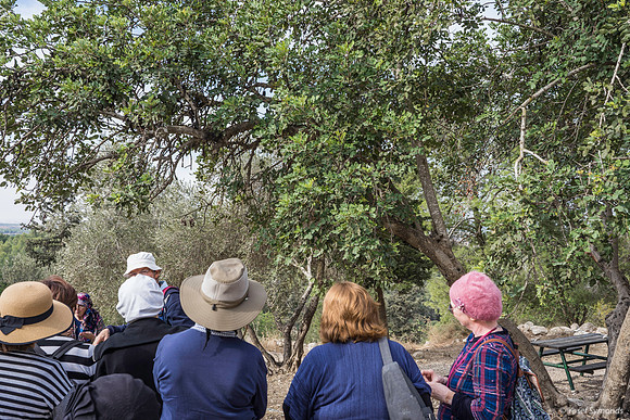 Observing the Elah Tree 191121-1