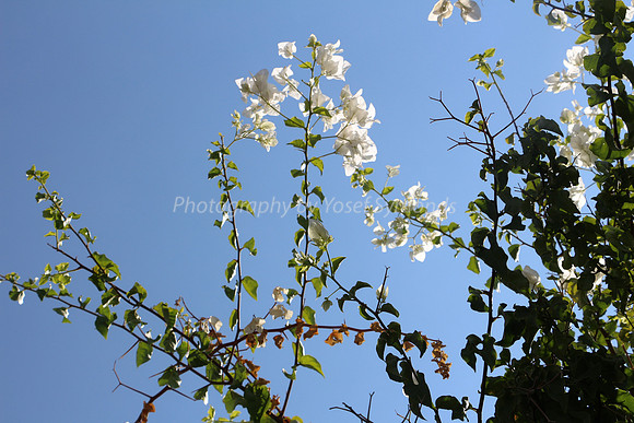 Backlit White Bougainvillea 1