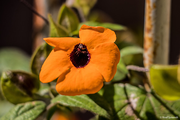 Black-Eyed Susan 200308-2