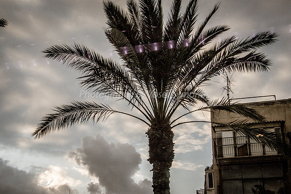 Palm in Southern Tel Aviv 181220