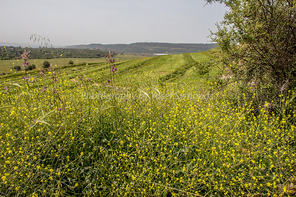 Where Have All the Poppies Gone? 1