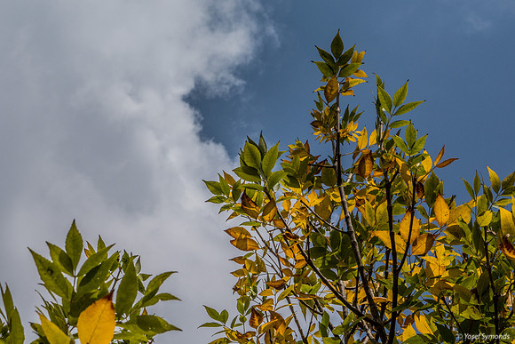 Autumn Leaves Park Ayalon 181021-2