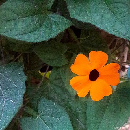 Black-eyed Susan Vine 2