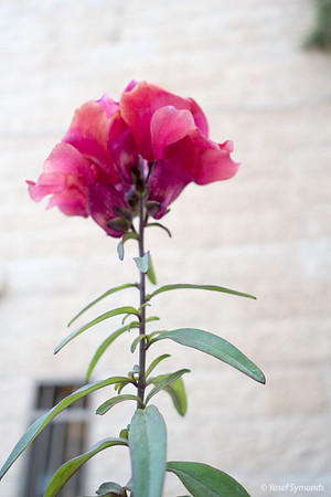 Flower and Building 200514-2