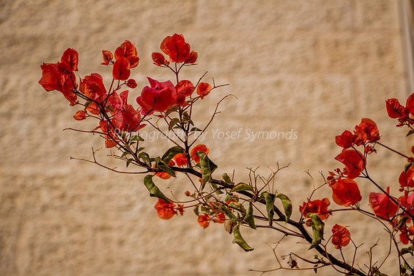 171103-Flower_Against_Building-0020-2