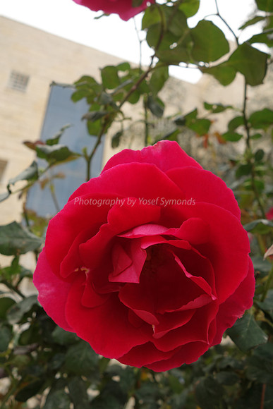 Pink Rose at Stone Wall