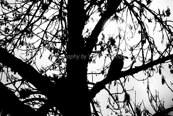 Bird in Winter Tree - Park Ayalaon 181230-5A