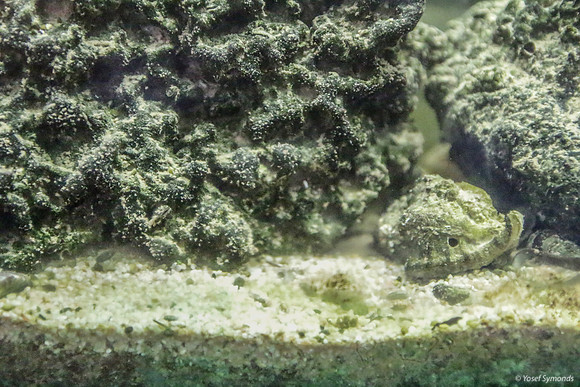 Aquarium Showing Chilazon Shell 1