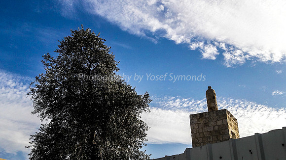 Minaret and Tree - Ramle 3