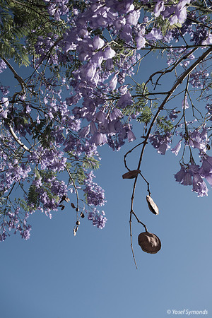 Jacaranda Maor 200526-3