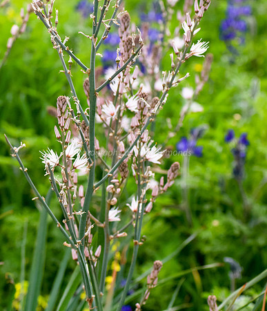 Asphodel 9