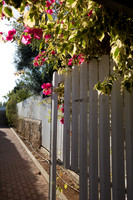 Fence and Flowers 180704-1