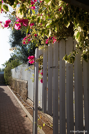 Fence and Flowers 180704-1